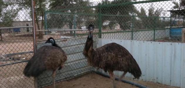 فوائد_زيت_النعام_للعظام